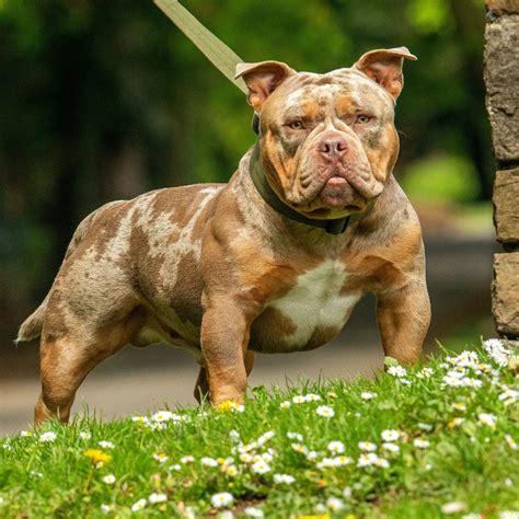 Micro Exotic Bully Puppy .
